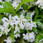Trachelospermum jasminoides Flors