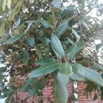 Quercus ilex পাতা