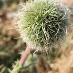 Echinops macrophyllus Flor