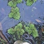 Salvinia natans Leaf