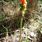 Arum cylindraceum Vekstform