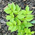 Aralia hispida Folha