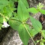 Houstonia purpurea Liść