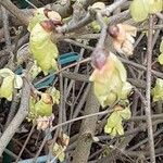 Corylopsis pauciflora Květ