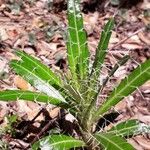 Ptilostemon casabonae Leaf