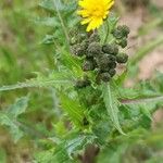 Sonchus asperÇiçek