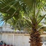 Washingtonia filifera Ліст