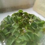 Salvinia natans Leaf