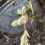 Clarkia unguiculata ᱮᱴᱟᱜ