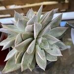 Graptopetalum rusbyi ഇല