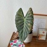 Alocasia longiloba Лист