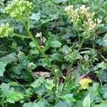 Senecio syringifolius Vivejo