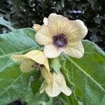 Hyoscyamus niger Flower