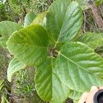 Gmelina neocaledonica Yaprak