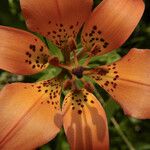 Lilium philadelphicum ফুল