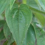 Rhynchanthera grandiflora Leaf