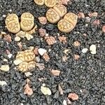 Lithops dorotheae Folha