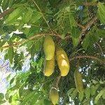 Castanospermum australe Frucht