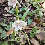 Claytonia virginica Λουλούδι