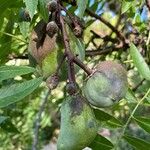 Juglans hindsii Gyümölcs