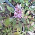 Elsholtzia stauntonii Flor