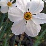 Narcissus poeticus Fula