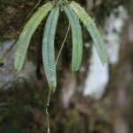 Angraecum rhynchoglossum Froito