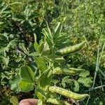 Vicia narbonensis Hábito