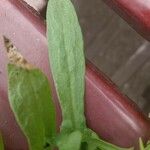 Rumex acetosellaপাতা