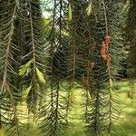 Picea breweriana Folha