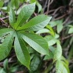 Merremia tuberosa Leaf