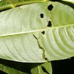 Psychotria elata Лист