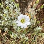 Cerastium gibraltaricum 花