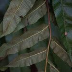 Thelypteris reticulata Leaf