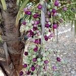 Coccothrinax borhidiana Blomst