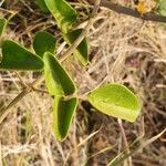 Jasminum fluminense Blad