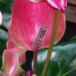 Anthurium scherzerianum Blomma