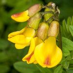 Astragalus penduliflorus Цвят