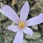 Colchicum corsicum Flower