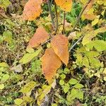 Toxicodendron radicans Лист