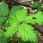 Rubus camptostachys 葉