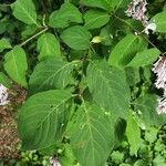 Syringa villosa Leaf