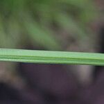 Poa palustris Leaf