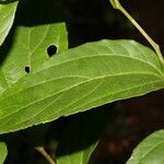 Celtis iguanaea 葉