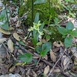 Orchis provincialis Hábito