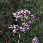 Origanum vulgareKwiat