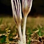 Crocus reticulatus Floare