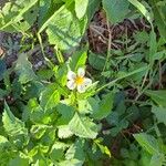 Bidens pilosa Habitus