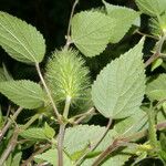 Acalypha arvensis Pokrój