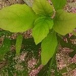 Ludwigia palustris عادت داشتن